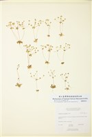 藏品(西方點地梅)的圖片